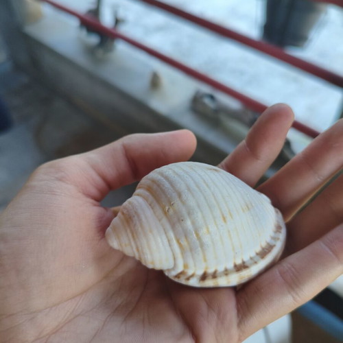 Seashells new, all together