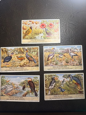 Liebig vintage collectible cards set of 5 Birds of Belgian Congo