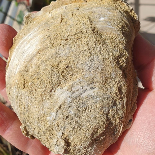Fossilized Ostrea Oyster from East Attica, Pliocene Era