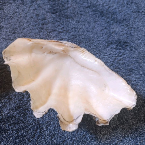 Decorative shells like new, set of 2 pieces