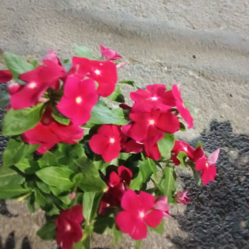 Dafnoula in pot new