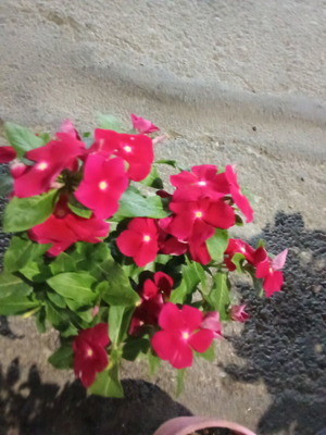 Dafnoula in pot new