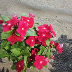 Dafnoula in pot new