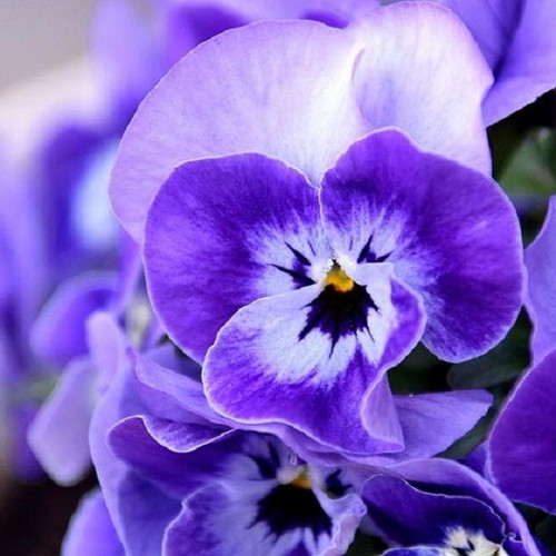 Viola Pansy flower seeds, pack of 20, multicolored ornamental plant