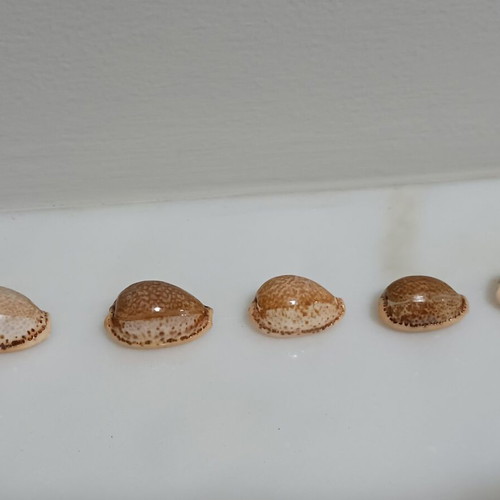 Cypriot Spurca shells new, sizes 30, 28, 26, 24, 23 mm