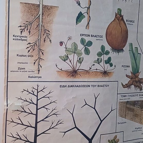 Vintage Botanical School Chart used, 75 cm