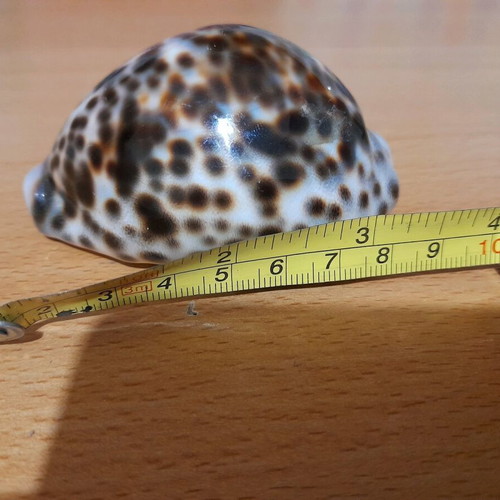 Cypria Tiger Shell 9cm like new, rare find