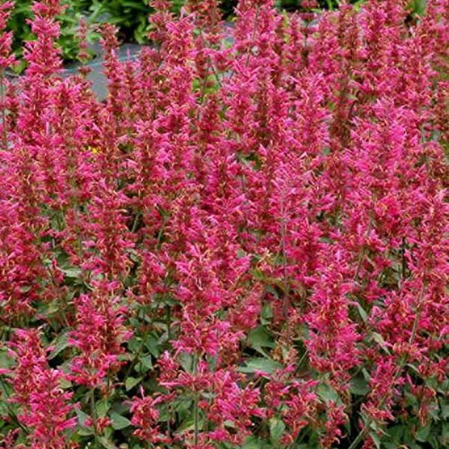Agastache perennial aromatic plant seeds, pack of 30