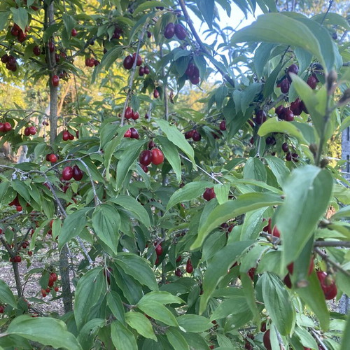 Mountain cornelian cherries from Vermio, organic