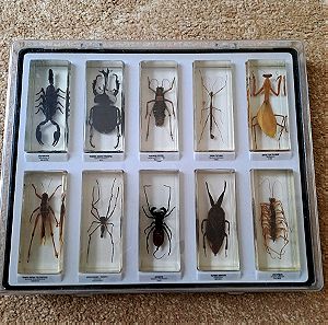 National Geographic αληθινά ζωύφια bug collection δώρο θήκες παρουσίασης