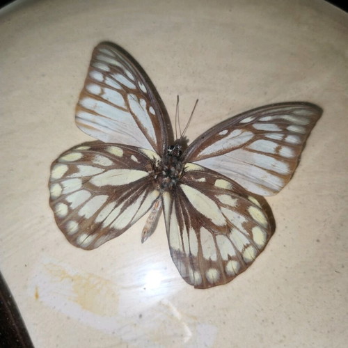 Butterflies in frame used with Trogonoptera brookiana and Prioneris formosana