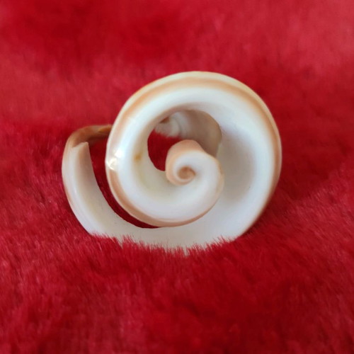 Shell ring used, unique design