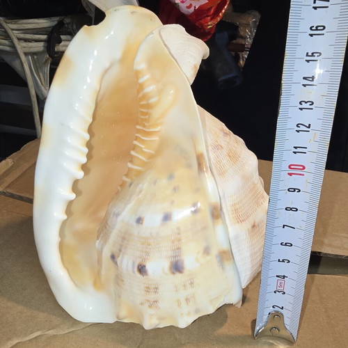 Cassis Cornuta shell used, large natural collectible 15cm