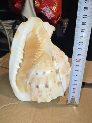 Cassis Cornuta shell used, large natural collectible 15cm