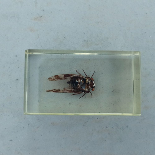 Cicada Insect from India Deagostini True Insects Series like new with book and label