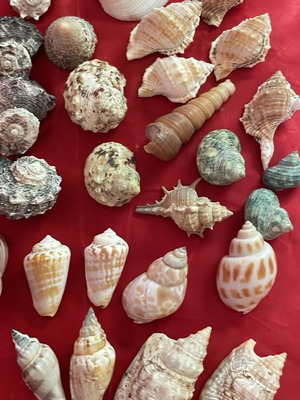 Rare seashells like new