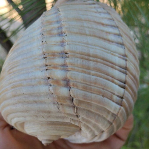Tonna galea seashell, 11 cm, natural empty shell