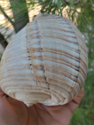 Tonna galea seashell, 11 cm, natural empty shell