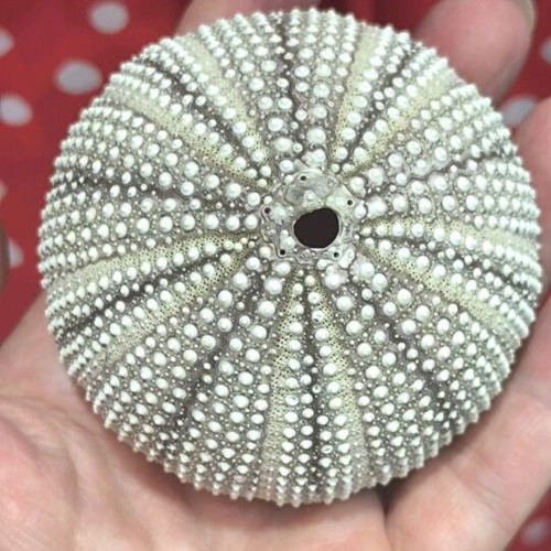 Sea Urchin Shell natural, like new