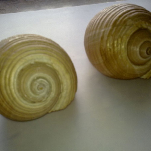 Decorative seashells like new, pack of two, approx. 10cm diameter