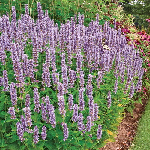 Agastache perennial aromatic plant seeds, pack of 30