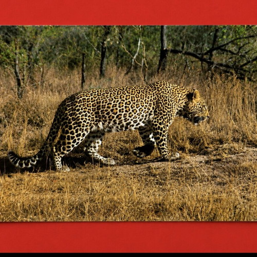 Collectible South Africa 1991 postcard like new