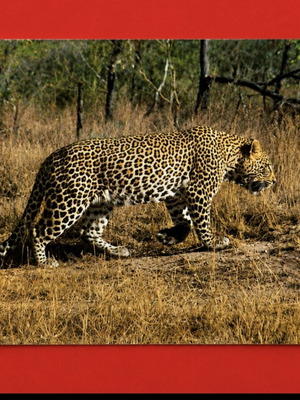 Collectible South Africa 1991 postcard like new