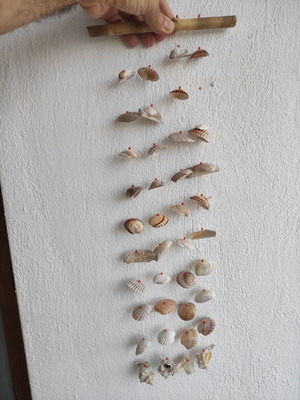 Dreamcatcher made of shells new