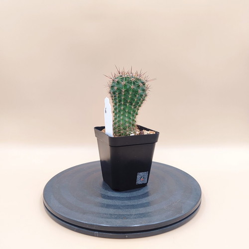 Echinopsis cactus in plastic pot