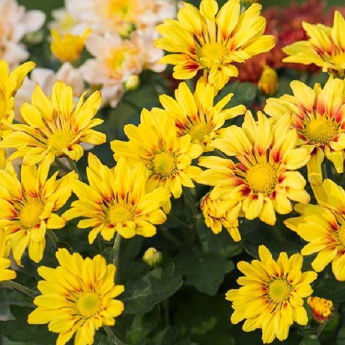 Multicolor Chrysanthemum Flower Seeds, pack of 25