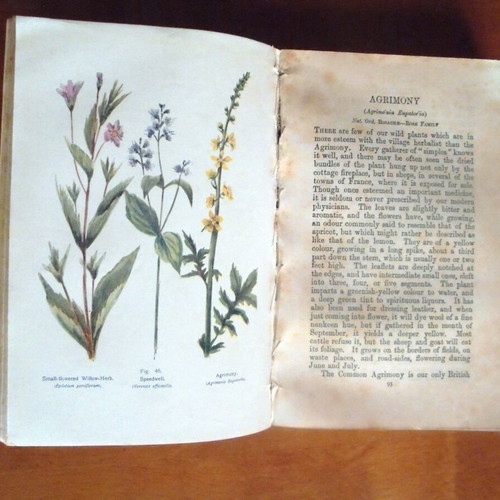 British Wild Flowers In Their Natural Colours And Form used book