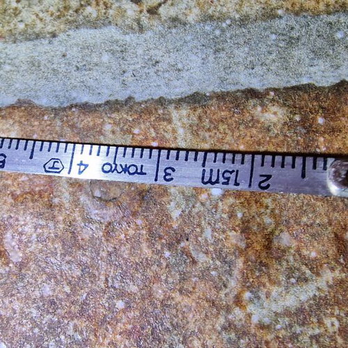 BP vintage keychain tape measure used