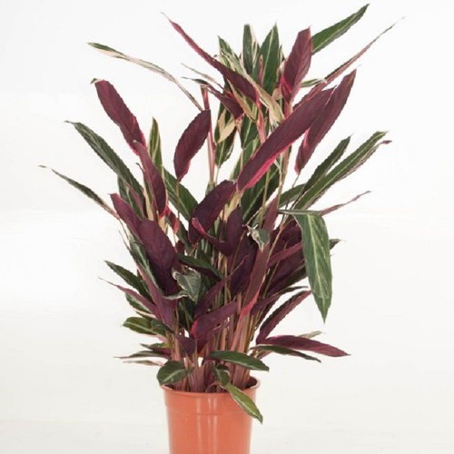 30 Stromanthe Triostar seeds - Red Coral Bells tropical decorative plant