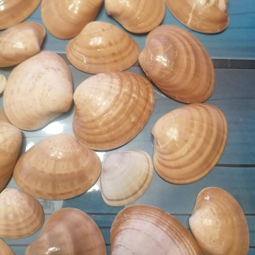 720 seashells various designs and sizes