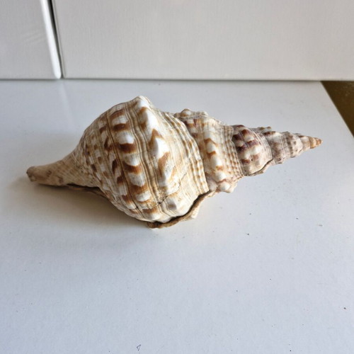 Triton shell large 23 cm like new
