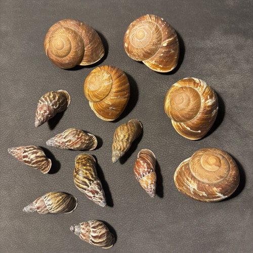 Decorative seashells, pack as shown