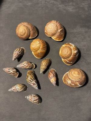 Decorative seashells, pack as shown