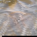ENRICO ARMANDINI κοντομάνικο πουκάμισο size M