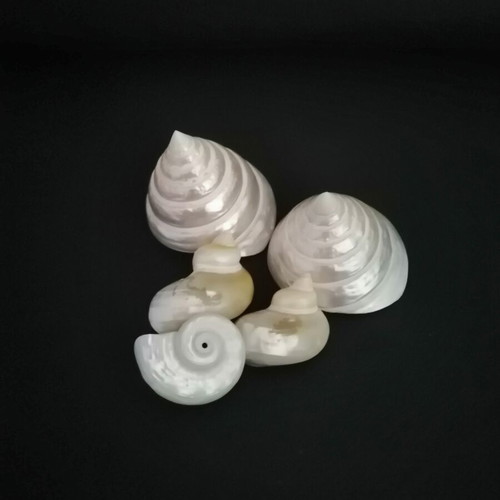 Polished seashells with iridescent pearl surface