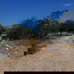 Έκταση 200 μ από θάλασσα