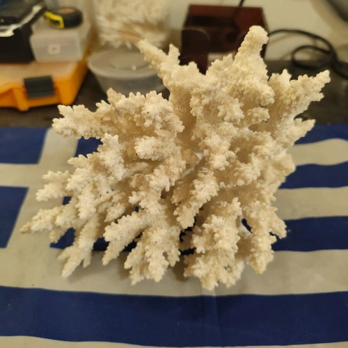 White decorative coral used