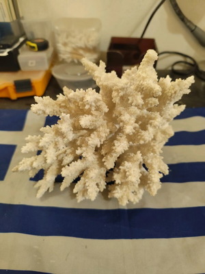 White decorative coral used