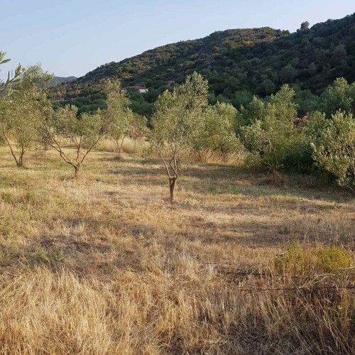 Agricultural land 4,817 m² buildable with olive trees in Sykia Halkidiki