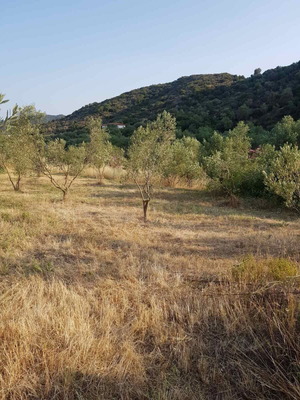 Agricultural land 4,817 m² buildable with olive trees in Sykia Halkidiki
