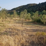 Agricultural land 4,817 m² with 150 olive trees, buildable in Halkidiki