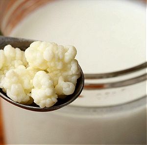 Κεφίρ γνήσιοι βιολογικοί σπόροι γάλακτος Καυκάσου