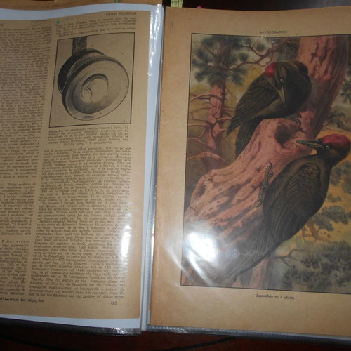 Forestry archive used with 40 lithograph clippings and articles from 1950s