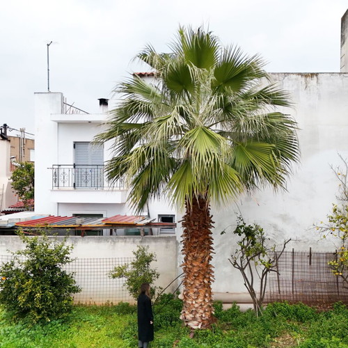 15-Year-Old Palm Tree like new, 6.5 Meters Tall for Gardens and Commercial Spaces