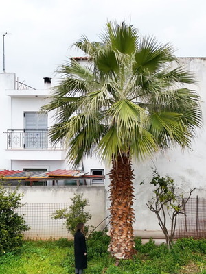 15-Year-Old Palm Tree like new, 6.5 Meters Tall for Gardens and Commercial Spaces