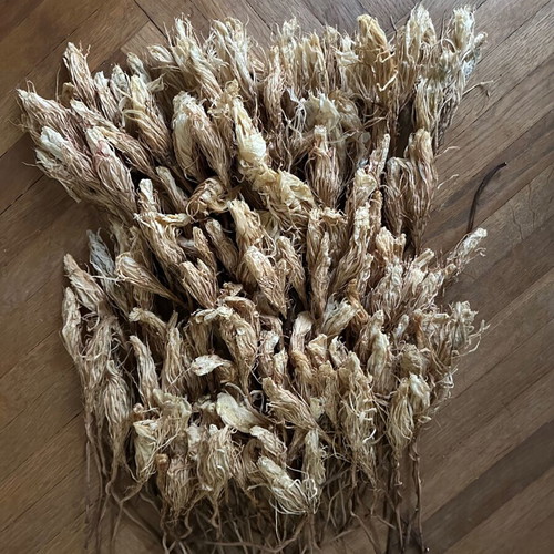 Dried cactus flowers - queen of the night, craft decoration